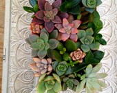 Vertical Living Succulent Wall Hanging or Table Top in Carved White Distressed Frame Great Father's Day Gift