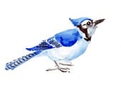 Blue Jay, original watercolor painting, bird painting, 10 X 8 in, horisontal orientation - ORIGINALONLY