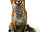 Taxidermy Red Fox, free standing