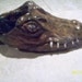 This is a shoe an Alligator shoe