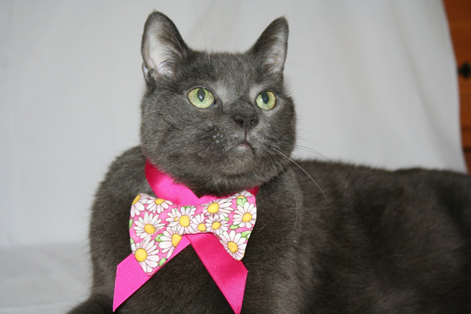 Spring Daisy Bow