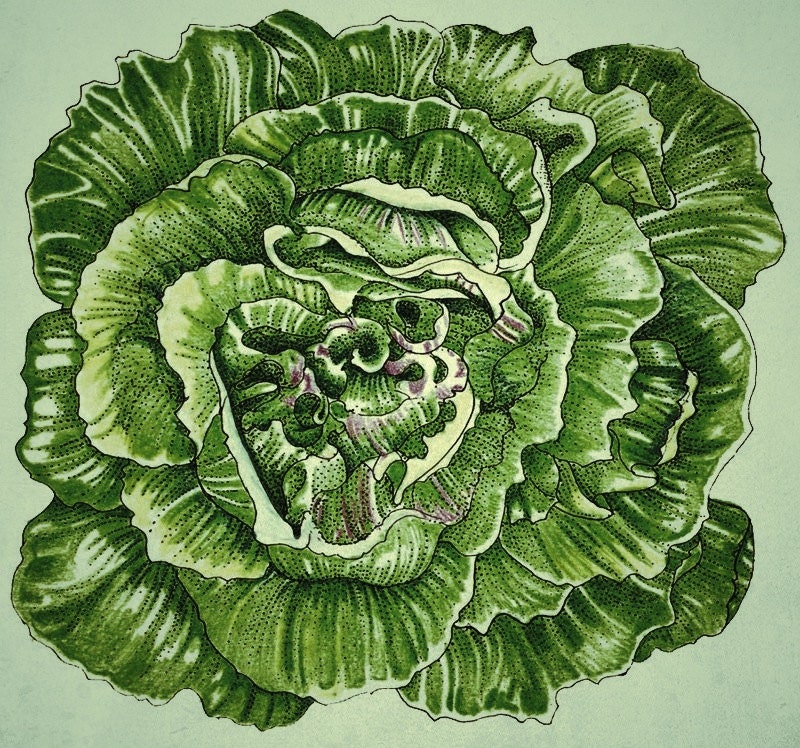 Lettuce seeds/ Merveille 4 Saisons - 1gram