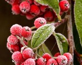 PEPPERBERRY WREATH Type Scent, Highly Fragranced Homemade Soy Tarts/Melts