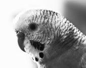 Budgie Parakeet Bird Animal Portrait Cute Nursery Decor. 8x8 square. Black and White Metallic Nature Photograph. Fine Art Photography.
