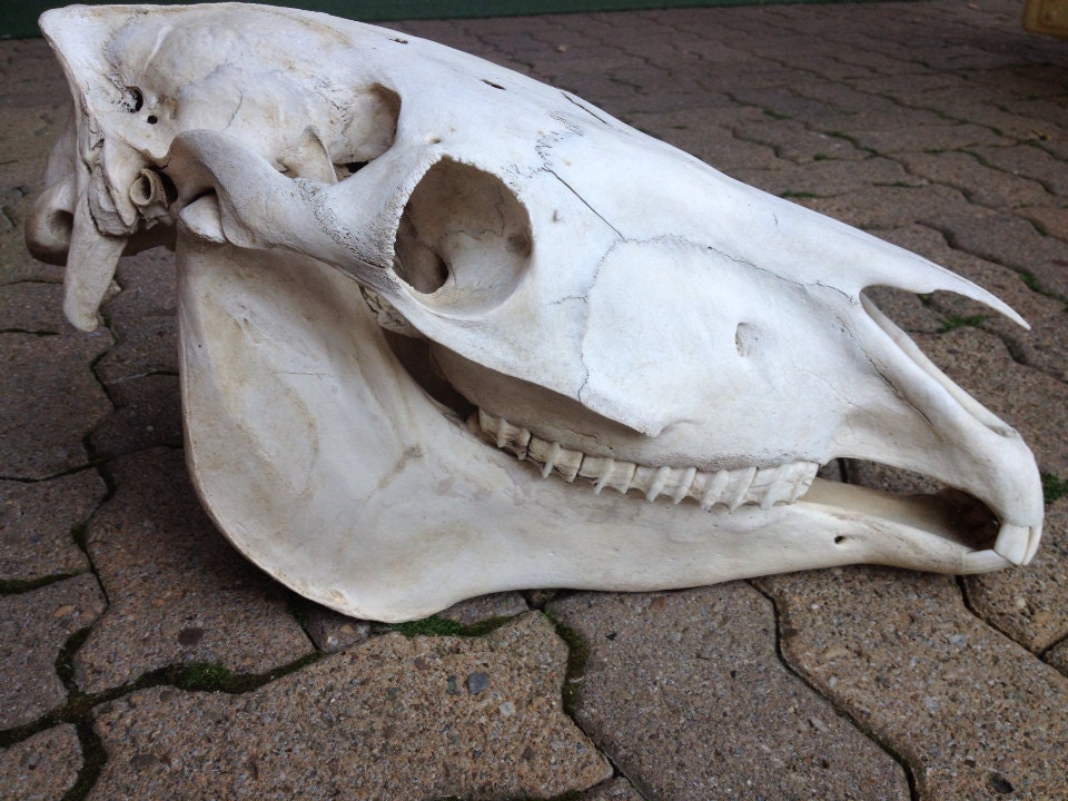 Complete HORSE SKULL Farm Taxidermy Bone Oddity Western