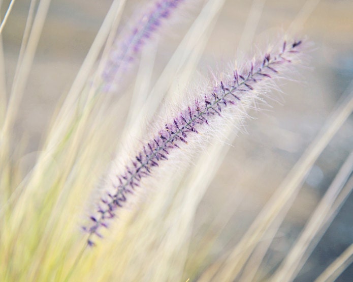 Lavender Botanical Fine Art Photography - Neutral, Cream, Beige, Brown,Dreamy Wall Decor- Wild Willow - HoneySparrow