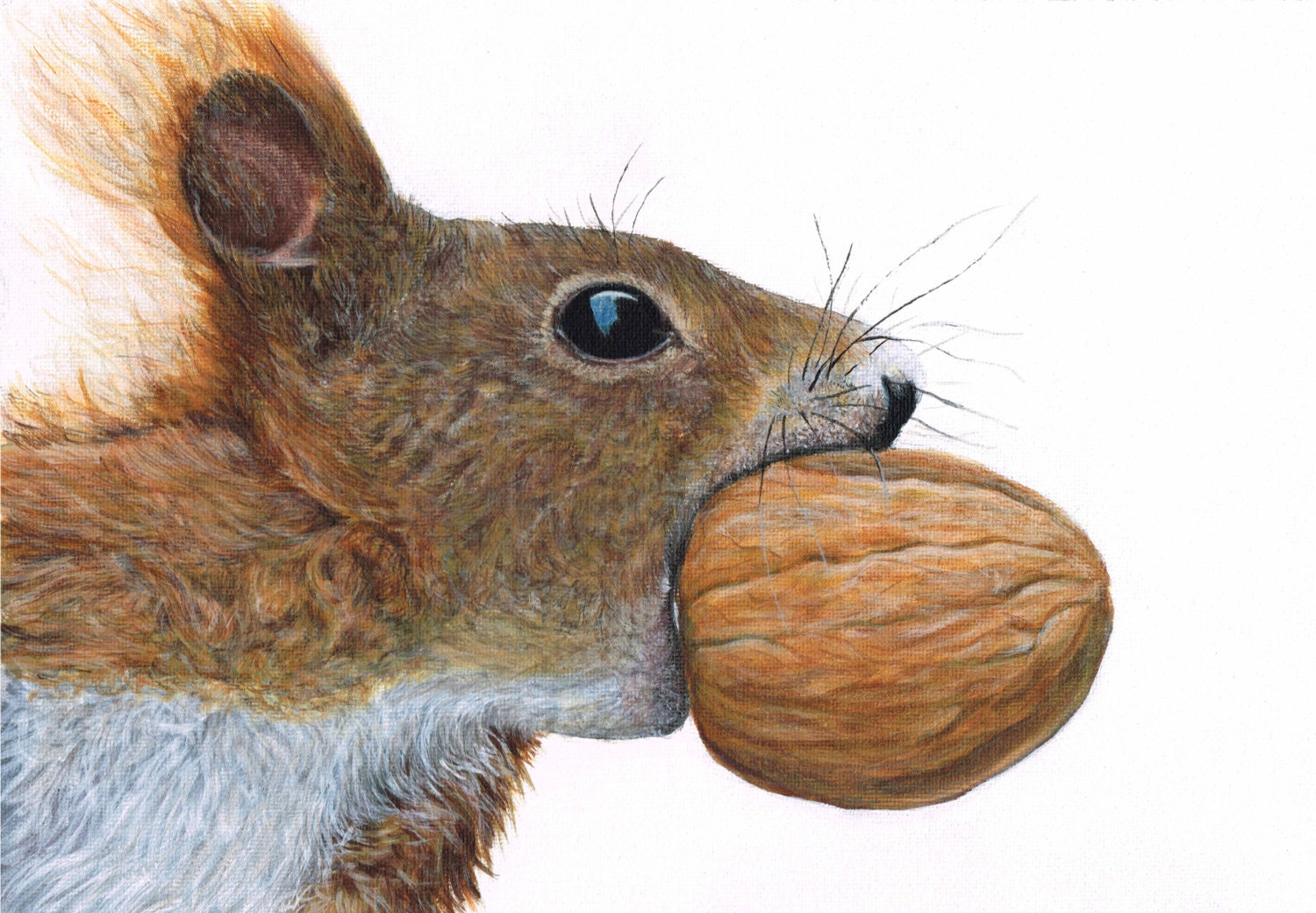 Wildlife print of a Red squirrel with nut in brown and orange A4