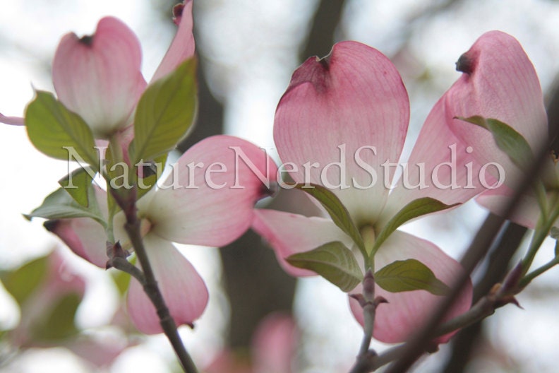 Pink Dogwood, Photographic Print, 13" x 19"