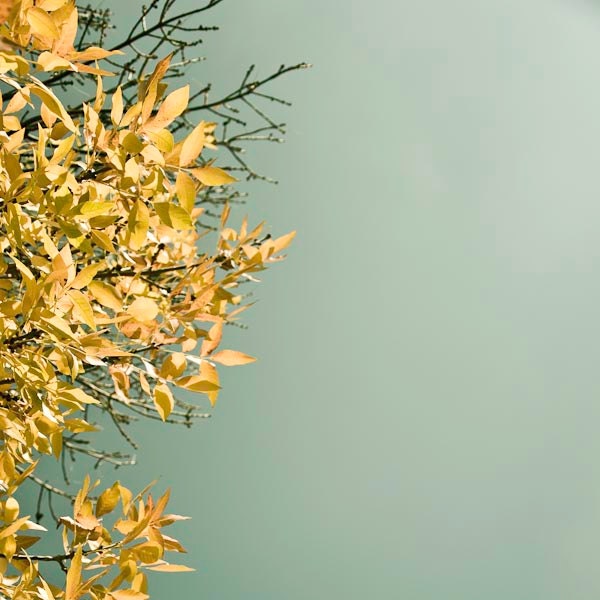Tree Photograph / Yellow / Gold / Pale Green / Nature Photography / Fall / Nursery Art / Airy / Minimalist