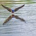 Spring Swallows, Nature Photo, Swallow Image, Nature Image,