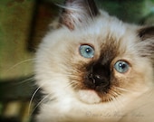 Baby Blues 8x10 Fine Art Print, Ragdoll, Cat, Kitten, Home Decor, Photography, Prints, Images