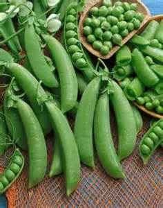 12 Garden Bean Blue Lake 274 Green Bean Seeds