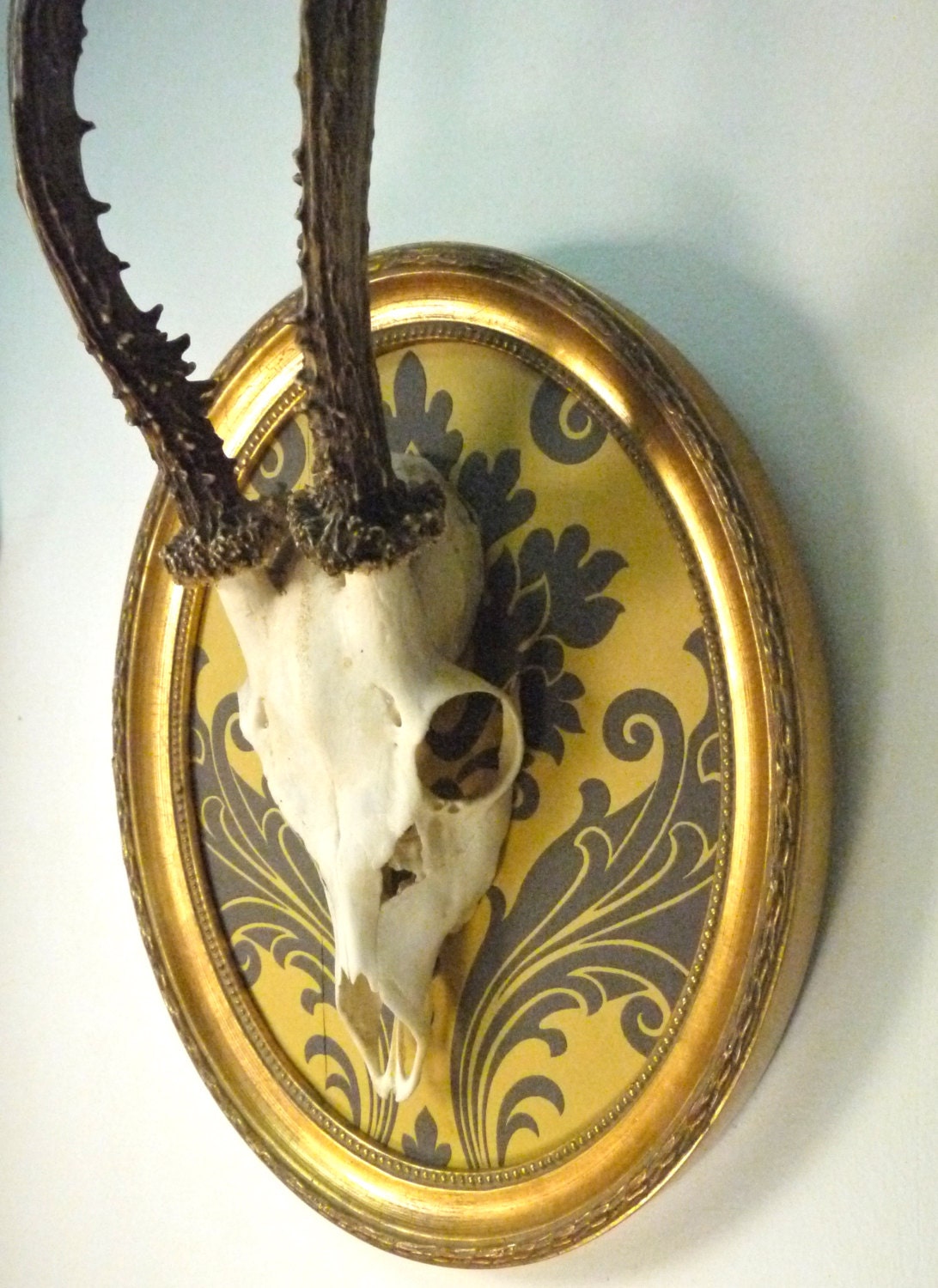 German Roe Deer Skull Antlers Mounted In Vintage Oval Frame