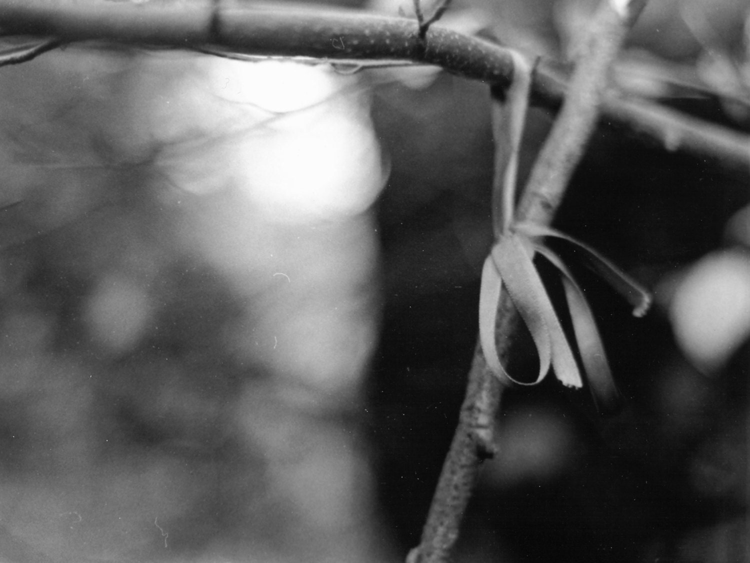 Black and White Ribbons Print