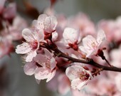 Fine Art Print 8x8 Macro Plum Blossoms Nature Flowers Plants FREE SHIPPING