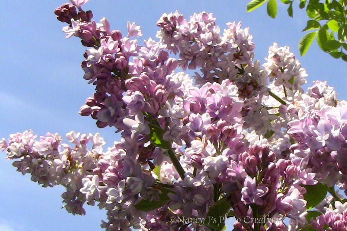 Pink Lavender White Garden Lilac Wall Art Original Signed 5 x 7 Nature Photograph. Fine Art Photography. Home Decor.