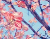 8x10 Pink Dogwood Flower and Branches Print - Fine Art Nature and Flower Garden Photograph
