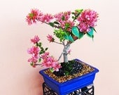Flowering Bonsai - Mini Bougainvillea Tree