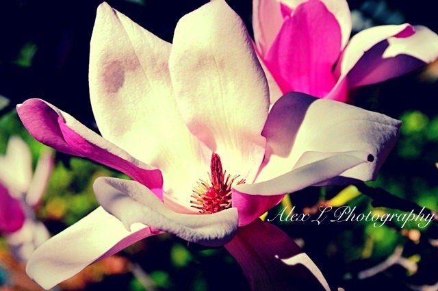 Magnolia Flower Photography - Pink white green photo spring wall art prints nature photography - 8x10 photography