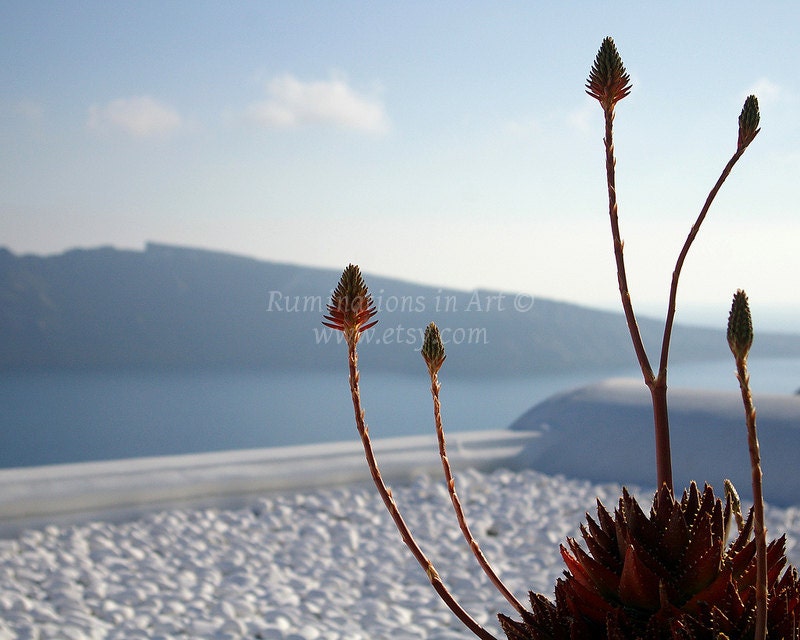 Fire: red flowers against a Grecian blue sea and sky - Color Print, 5x7