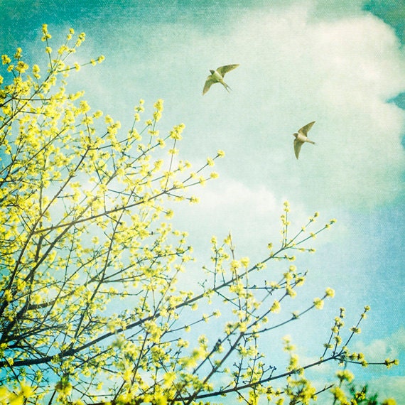 Swallows, Spring, trees, birds, flying, nature, 8 x 8 inch photograph, wall art, home decor.