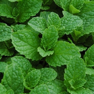 Kentucky Colonel Mint, Herb, Live Plant, Culinary Herb