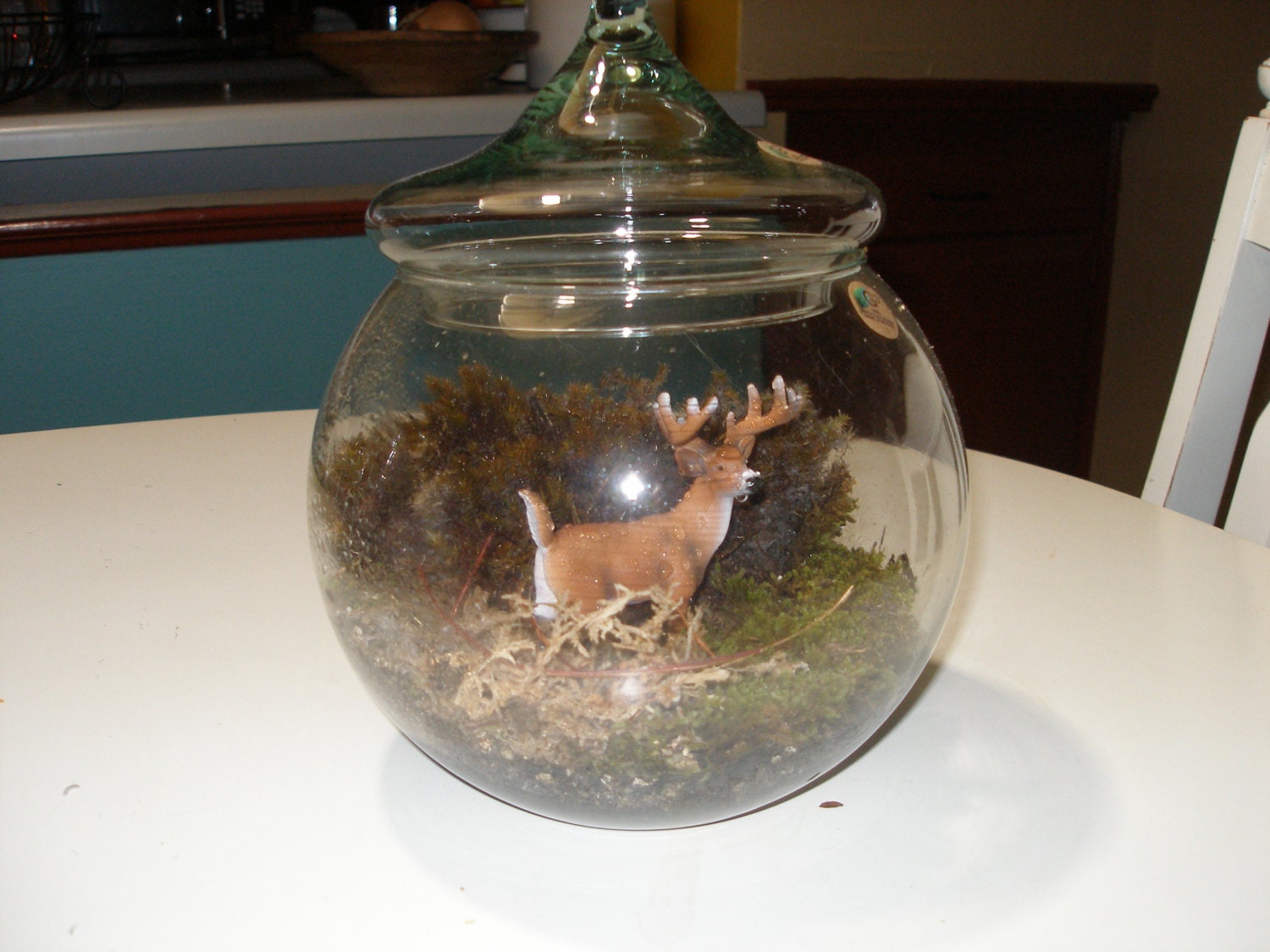 Buck in the Wild Terrarium/Easy Care/Indoor Garden