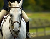 Horse Photography, 8x12 Original, Dressage Equestrian Horse, Fine Art Photography Print,Vet Clinic - imageonwings