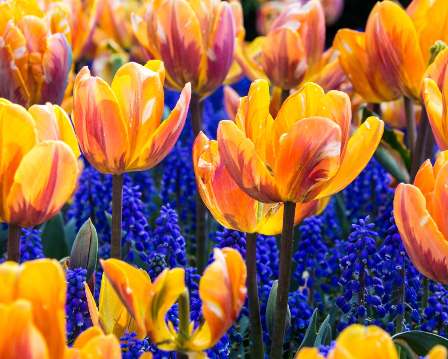 Orange Tulips grape hyacinth, 8X10 print, metallic paper, photograph, Spring colors, wall art, wall decor