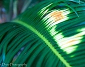 Flower Nature Photography - Plant floral palm tree green yellow leaf photograph - 8x12 Photograph "Palm Pattern"