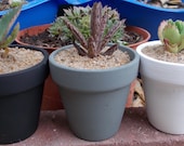 Kalanchoe Trio - Three Painted Planters & 3 Unique Succulent Plants