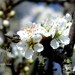 Spring festival may day flower Hawthorn whitethorn blossom 8 x 12 Print (Lustre)
