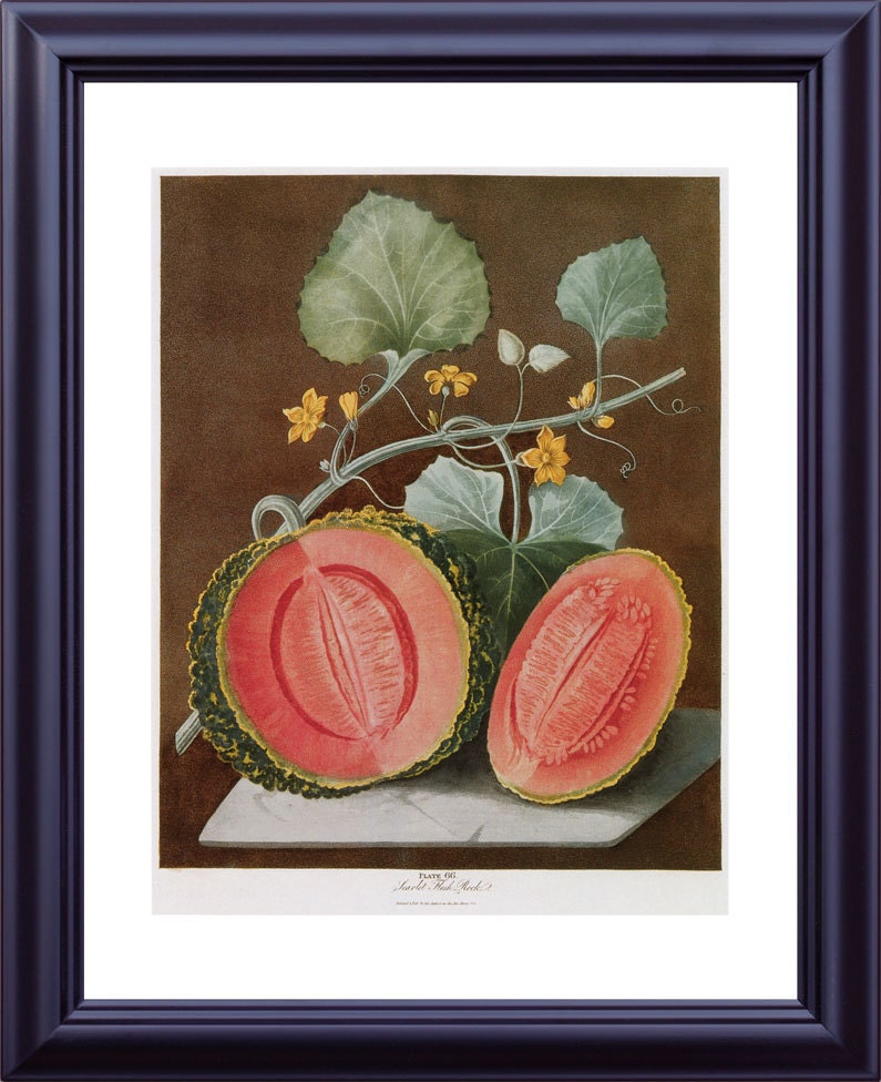BOTANICAL Print 11x14 Large Antique Kitchen Art Fruits Melon George BROOKSHAW 1812 Dark Background Red Orange Plant to Frame LP0003