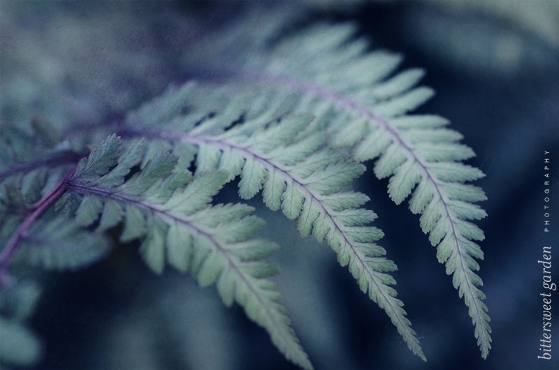 Fern No. 1 - Nature Photograph - Wall Art Home Decor Foliage Forest Shadow Macro Photo Dark Blue Silver Grey Lavender - 5x7