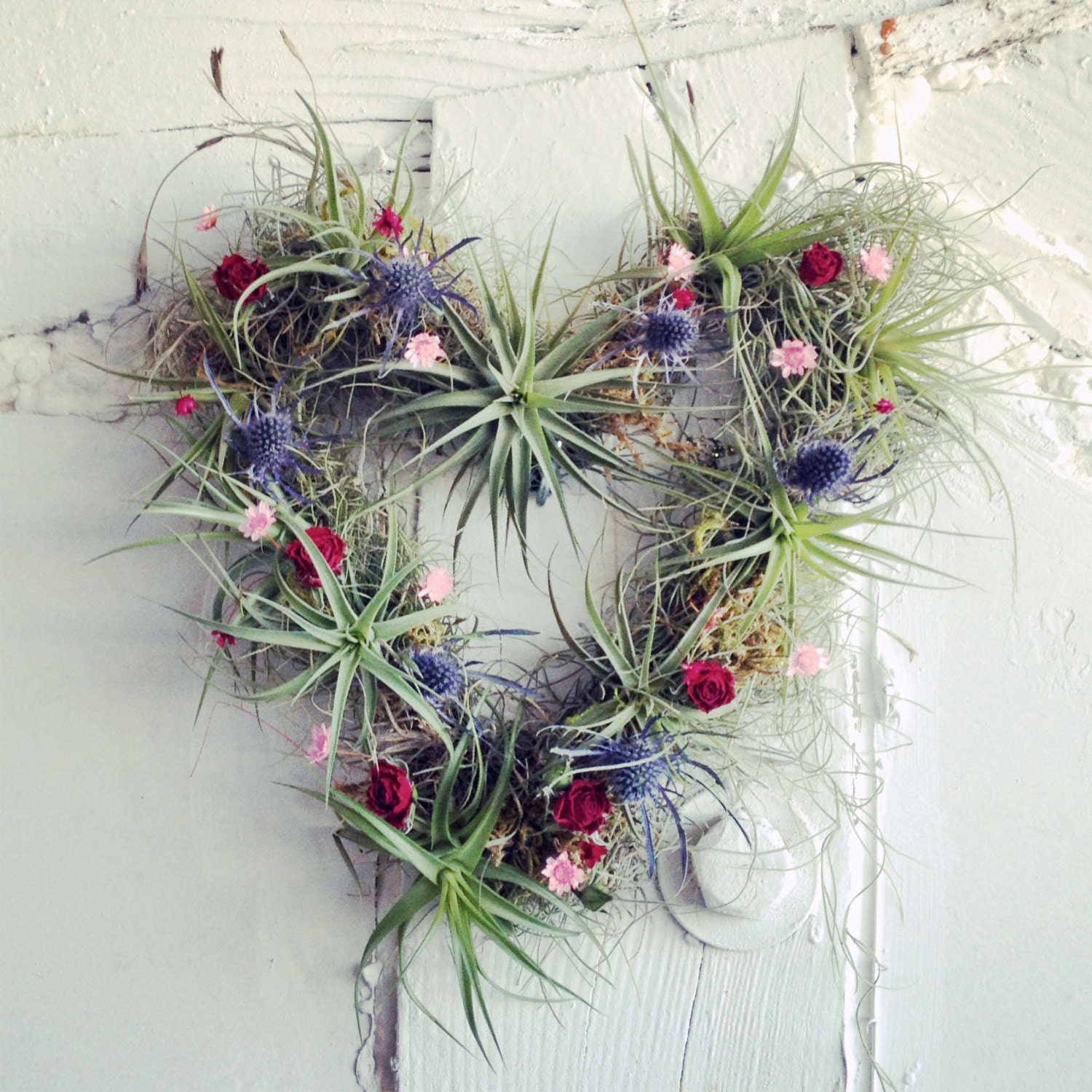 HEART wreath no.1 // small  // air plant tillandsia