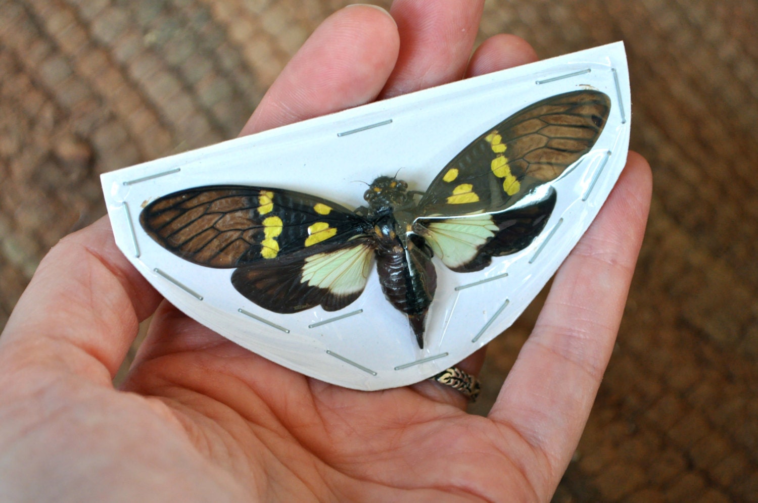 OVERSTOCK: spread real Glanea sp. Cicadas  Ready to Frame