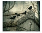 Gothic Crows,  Raven Photo,  Gothic Decor Print, Crow Wall Art  -  The Raven Mausoleum