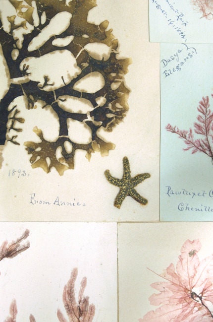 Beach Themed Victorian Era Seaweed Album Photograph - From Annie - 8x12