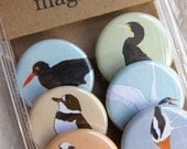 Shore Bird Magnets--Original Artwork--Birder Gift