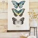 Vintage Inspired Science Posters - LEPIDOPTERA VOL 2