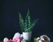 Flower Photograph No. 88248