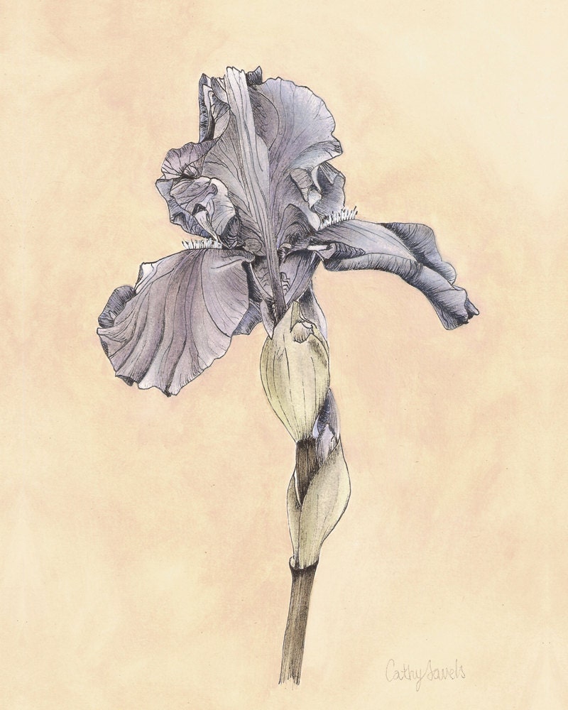 Iris Botanical Print - Vintage Look Purple Flower Art 8x10