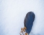 Feather Photography -Blue Jay -8x10 Print -Minimalist Art -Gifts for Bird Lovers -Colorado Fine Art Photography