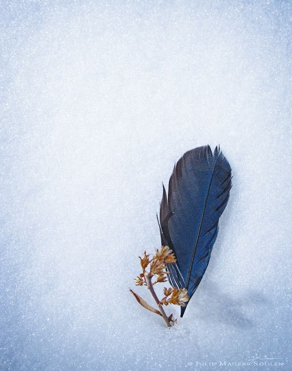 Feather Photography -Blue Jay -8x10 Print -Minimalist Art -Gifts for Bird Lovers -Colorado Fine Art Photography