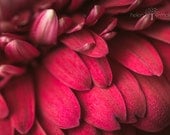 Fine Art Abstract Photograph. Ruffled Feathers. Gerbera. Deep Red. Color OR Black & White. Romantic Home Decor 8x12 Print