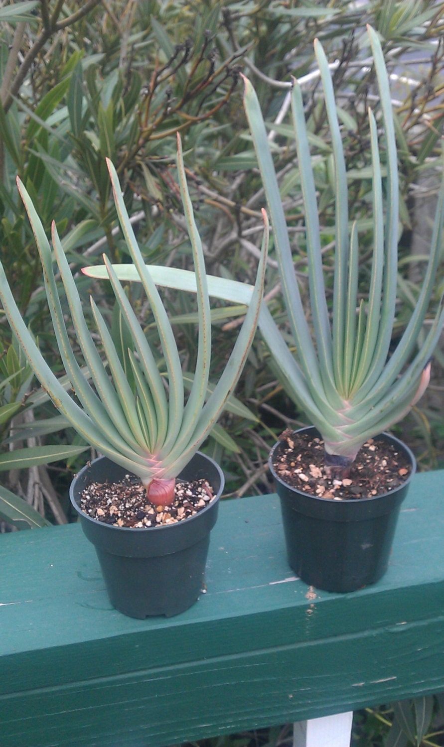 Aloe plicatilis 4 inch pot- FAN ALOE