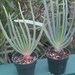 Aloe plicatilis 4 inch pot- FAN ALOE
