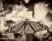 Vintage Monarch 6x9 photograph