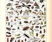 Vintage Natural History Print "Insectes" Insect Collection Antique Print - Bugs Butterflies Moths - French Vintage Print