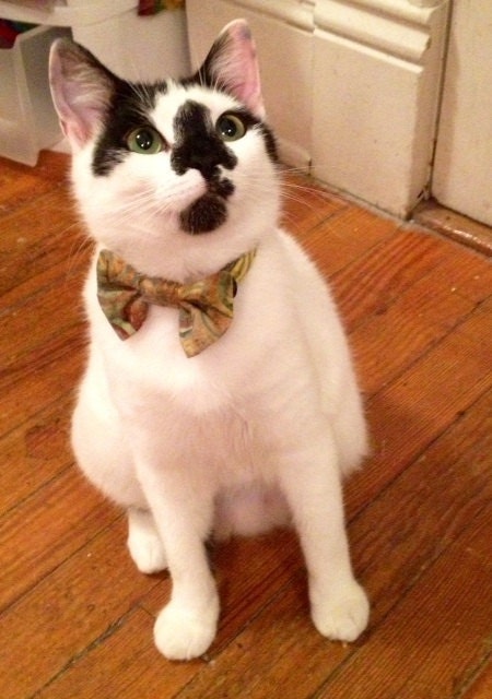Batik Cat Break Away Bow Tie Collar